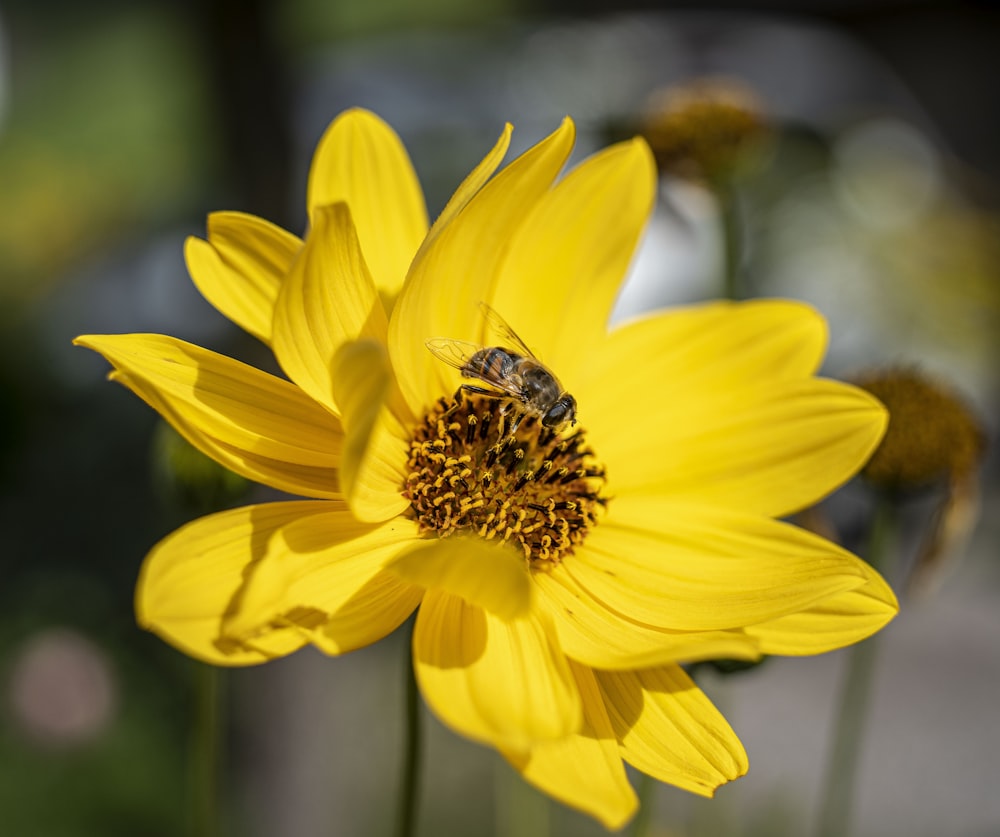 a yellow flower with a bee on it