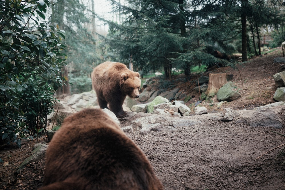 two brown bears walking on a path in the woods