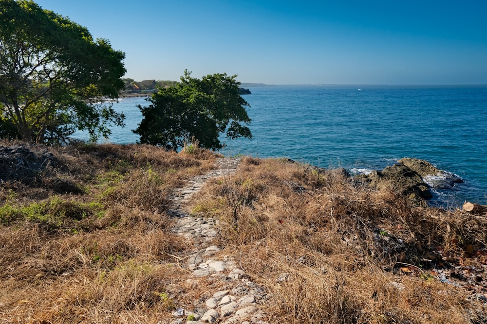 a path leading to the ocean on a sunny day