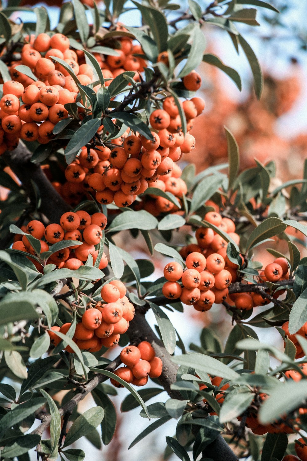 a tree filled with lots of orange berries