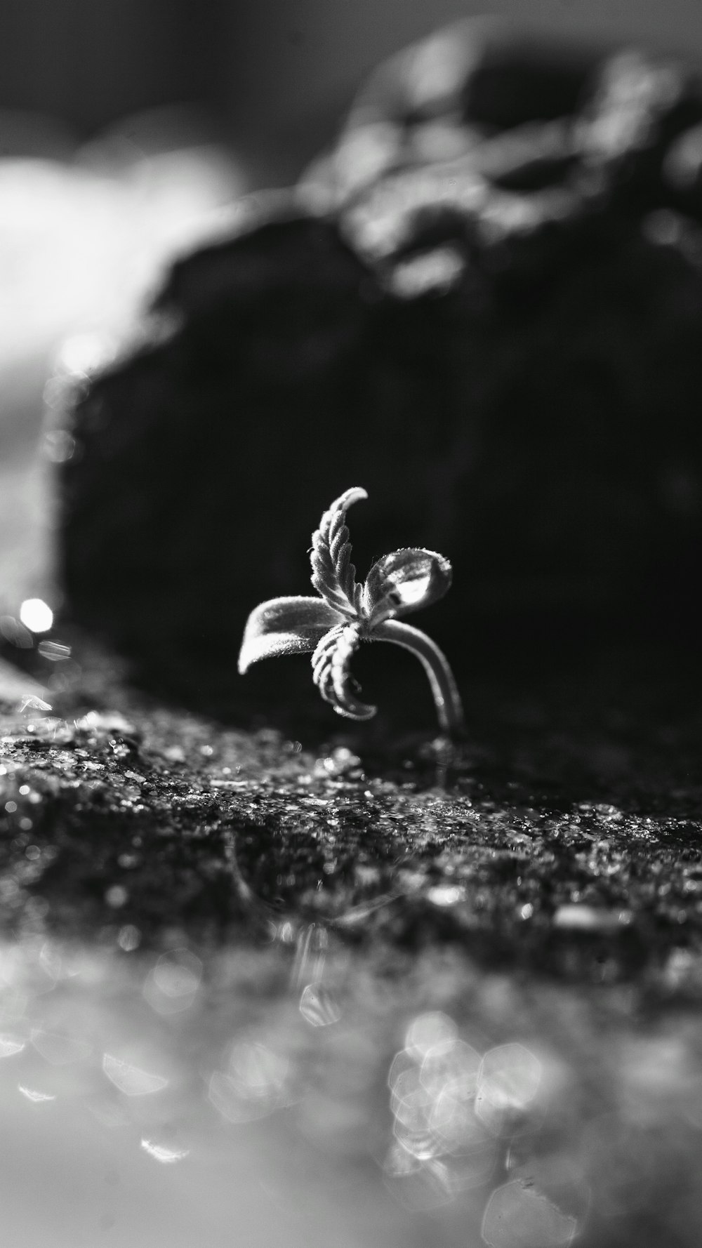 a black and white photo of a small plant