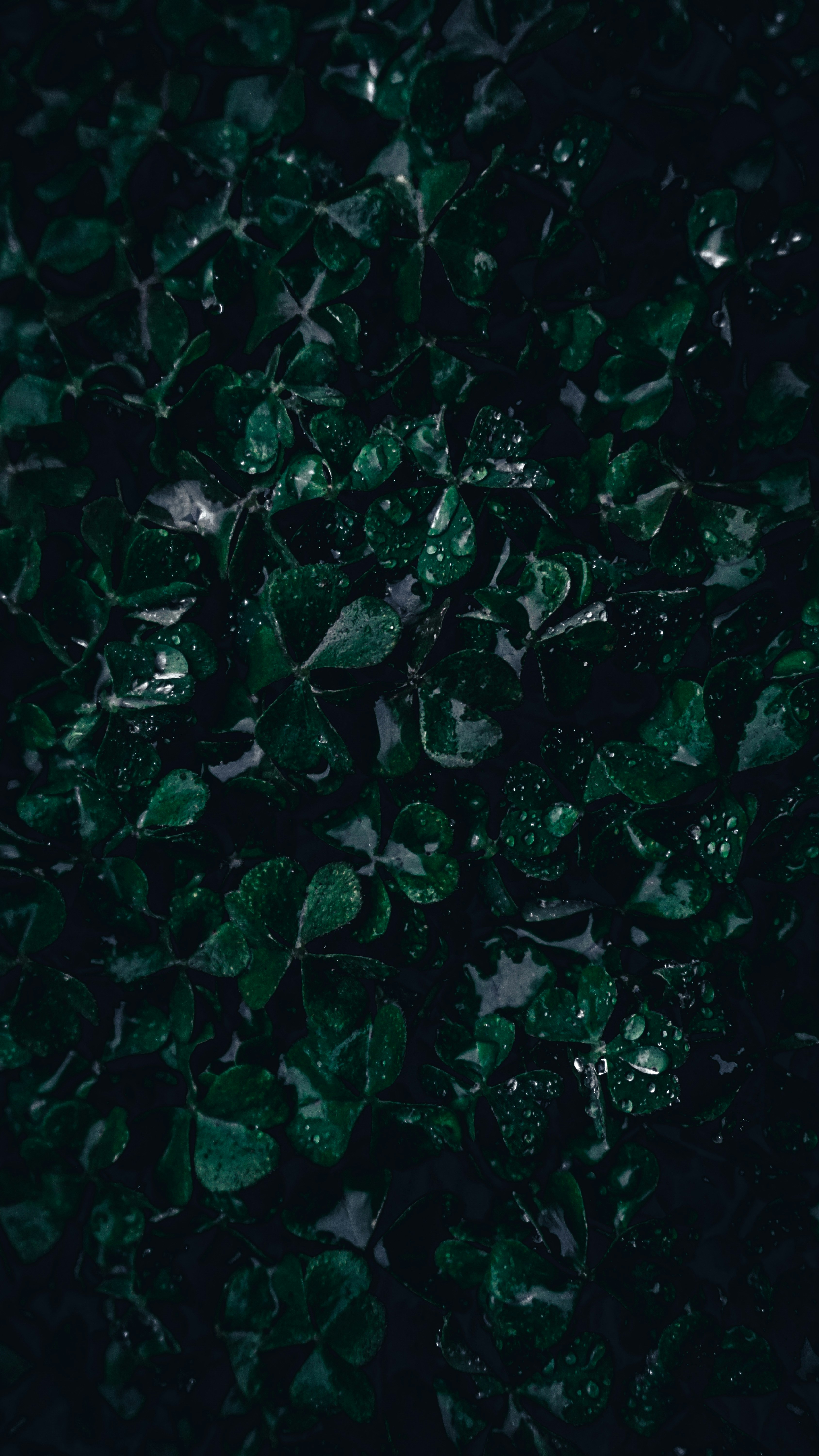 Photo by harshcaptures