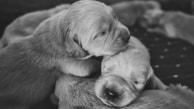 A group of small puppies cuddling together, with one puppy resting its head on another. Their eyes are closed, giving a sense of peacefulness and comfort. The image is in black and white, enhancing the texture of their fur.