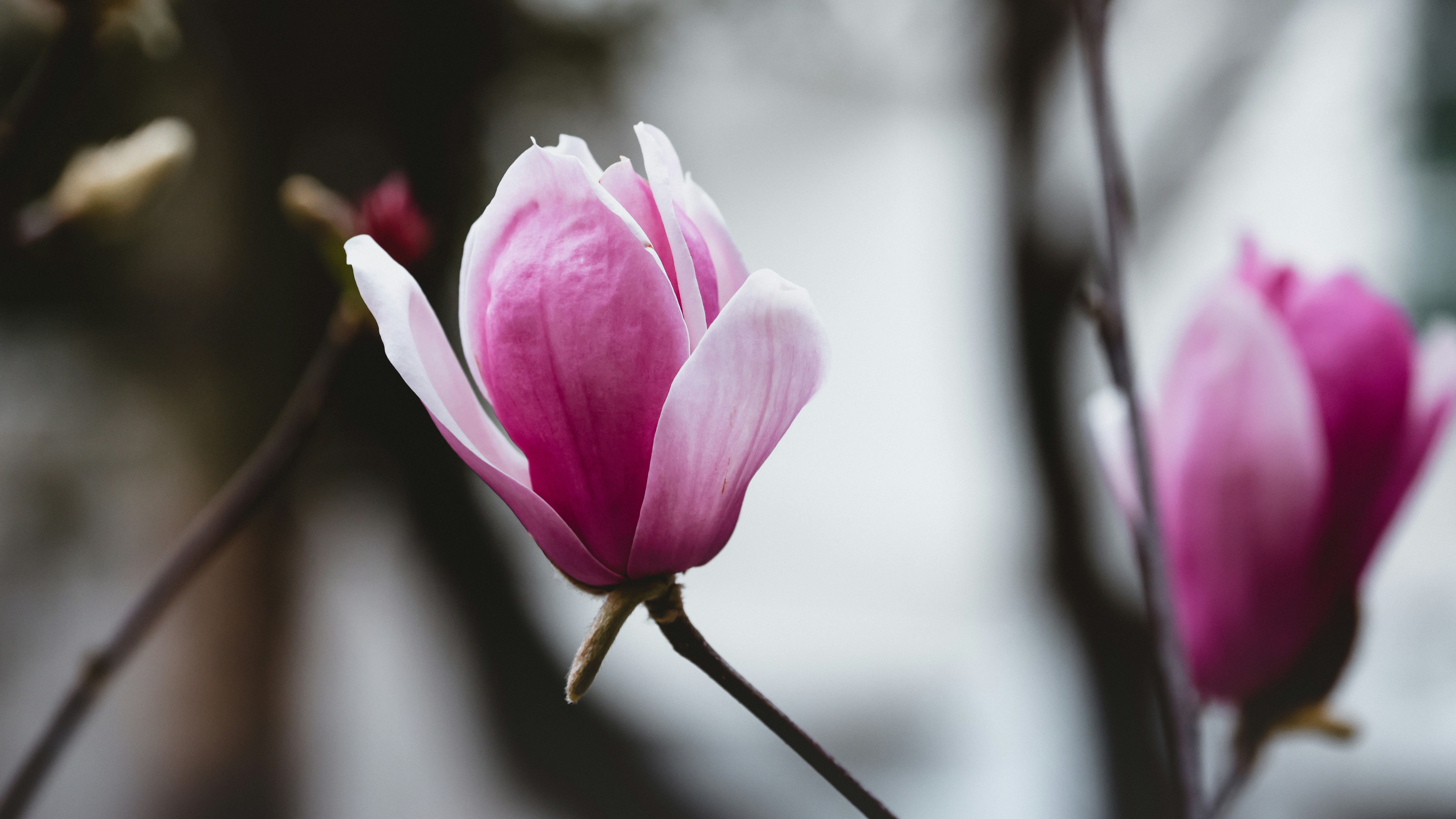 Photo by dickenslin76