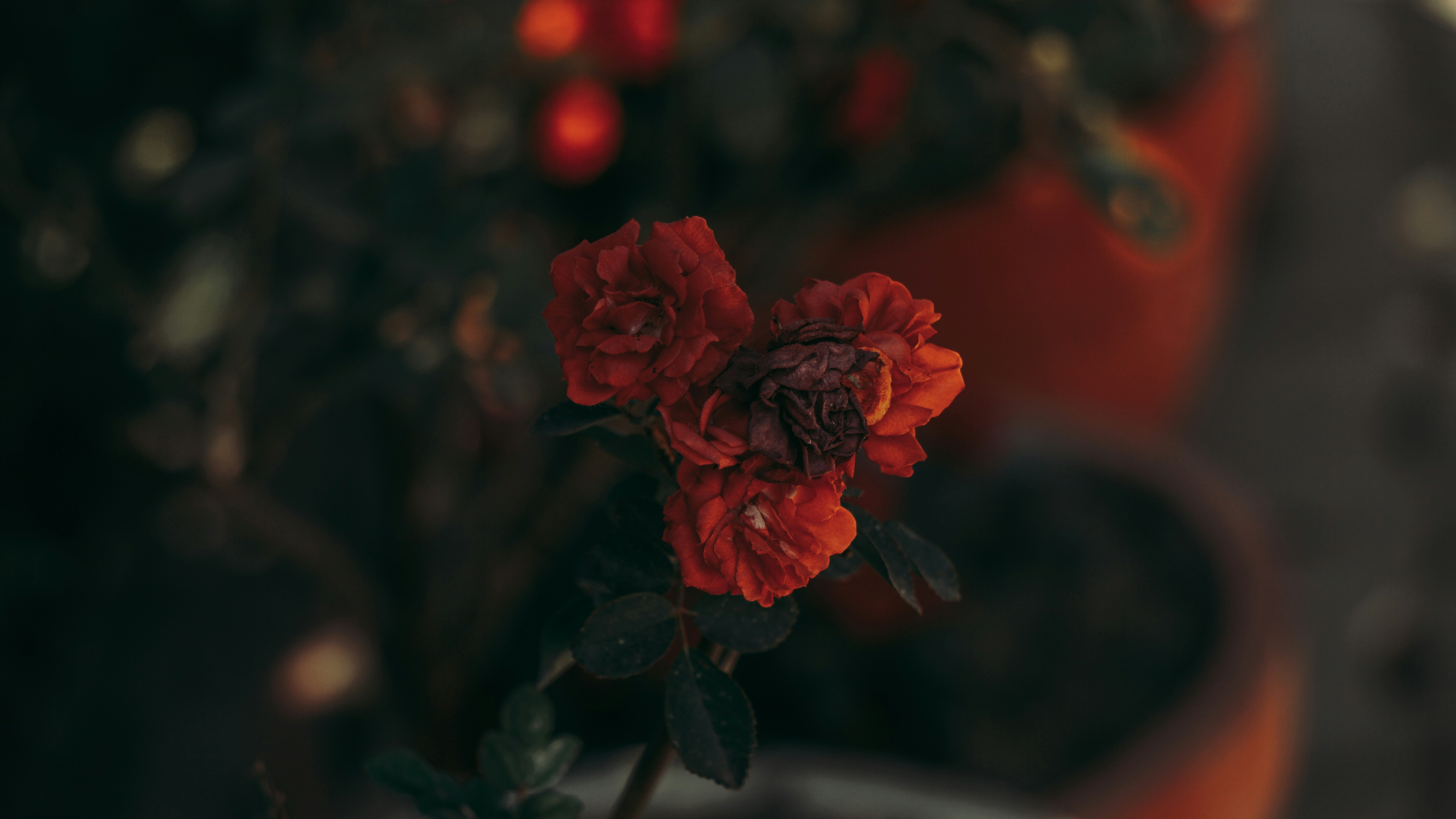 Photo by mrnobody91239