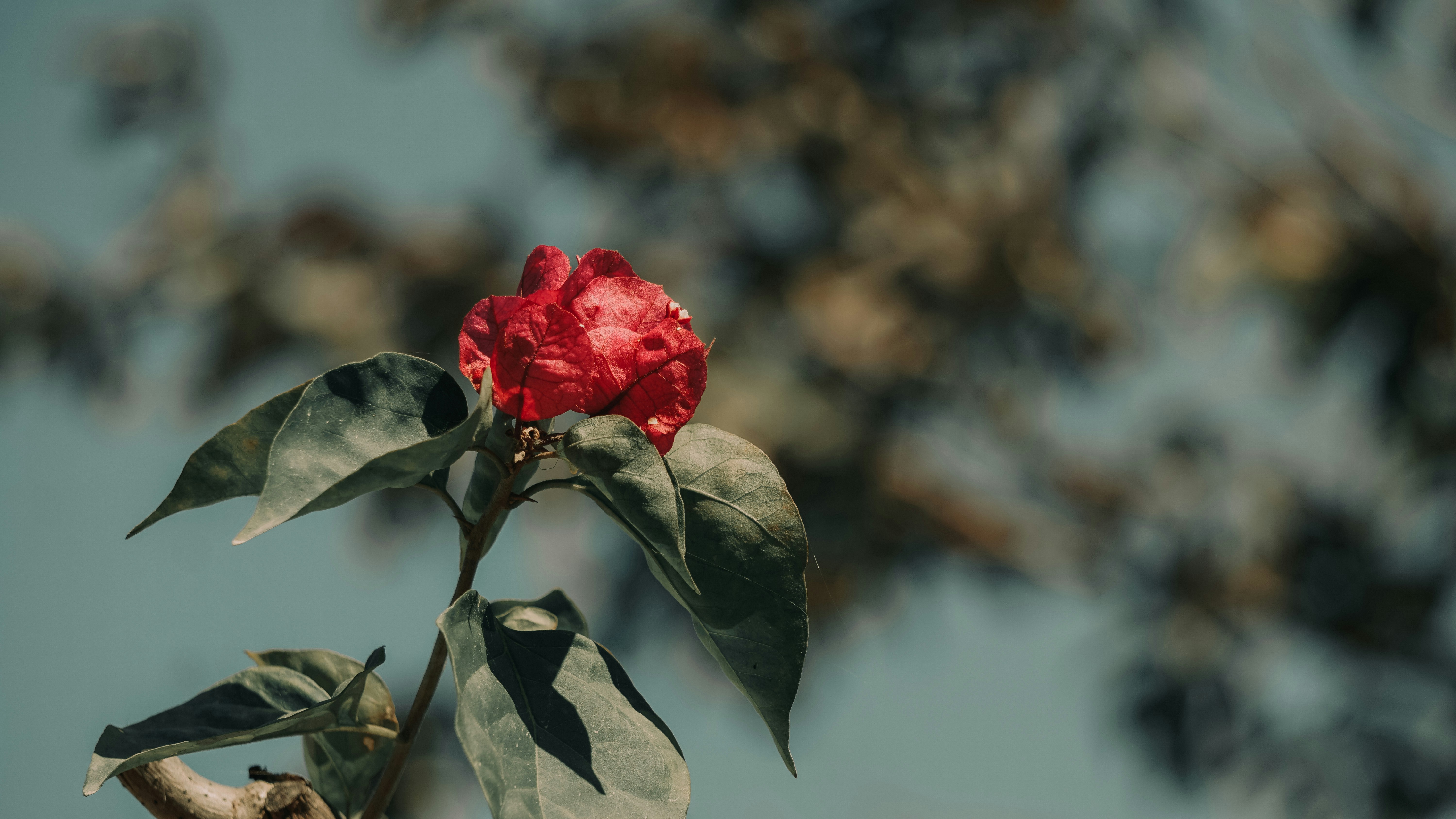 Photo by mrnobody91239