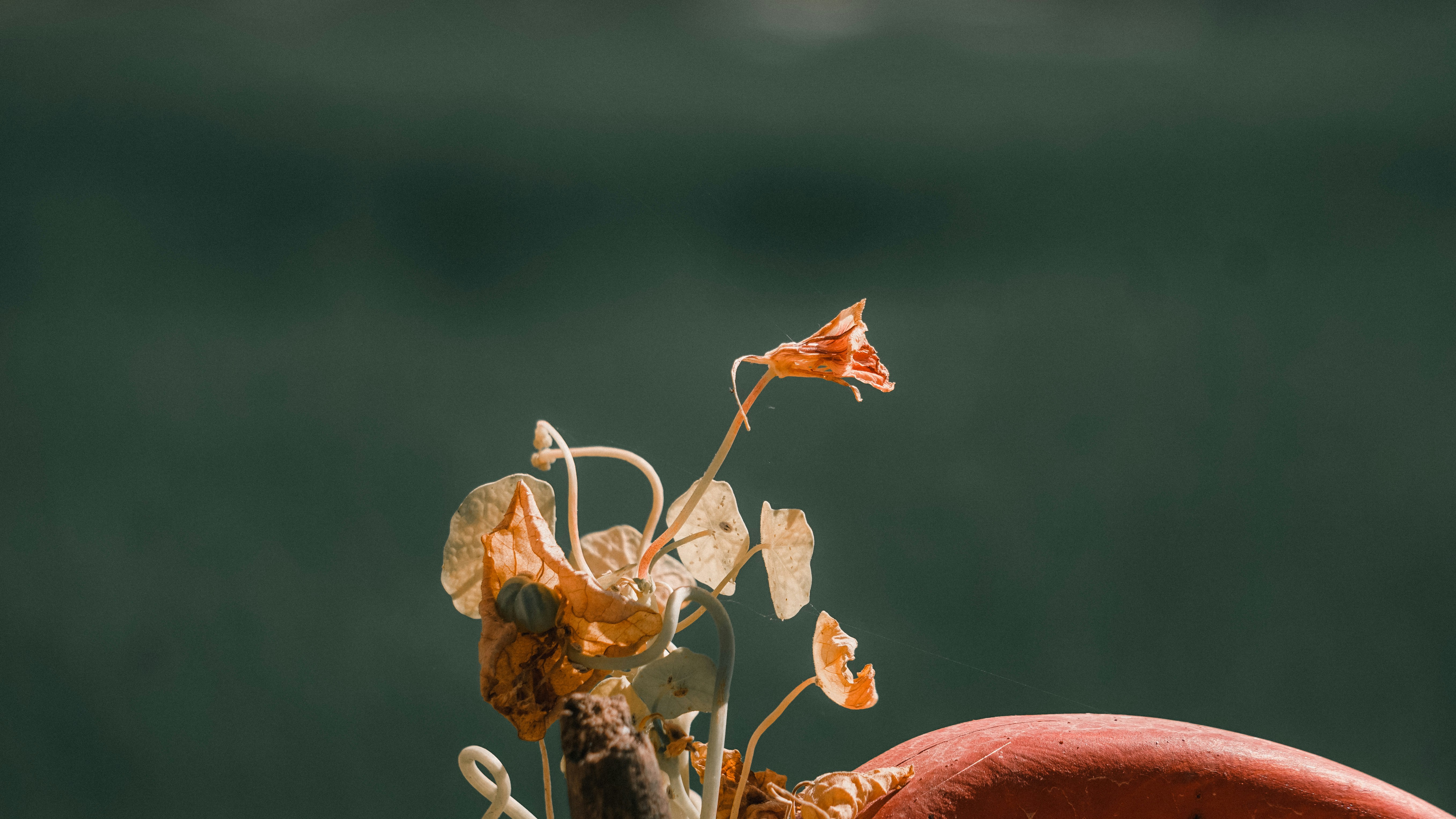 Photo by mrnobody91239