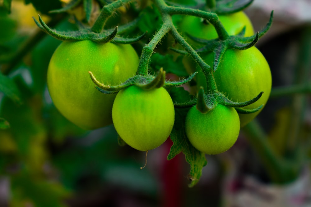 a bunch of green tomatoes hanging from a plant