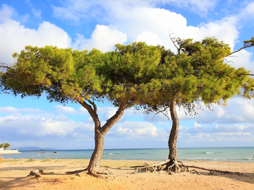 a couple of trees sitting on top of a sandy beach