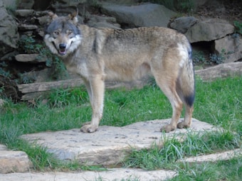 A gray wolf standing on a rock formation with green grass and rocks in the background. The wolf has a mix of gray, brown, and white fur with a focused expression.
