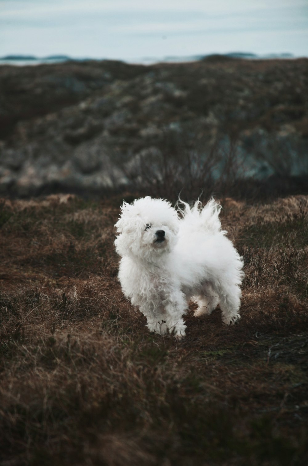 a small white dog running through a field