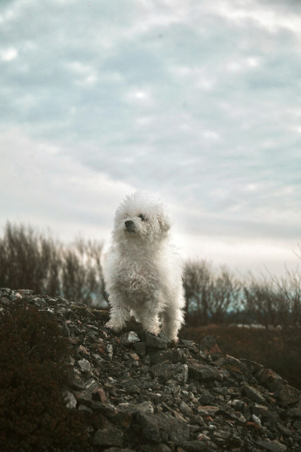 a small white dog sitting on top of a rocky hill