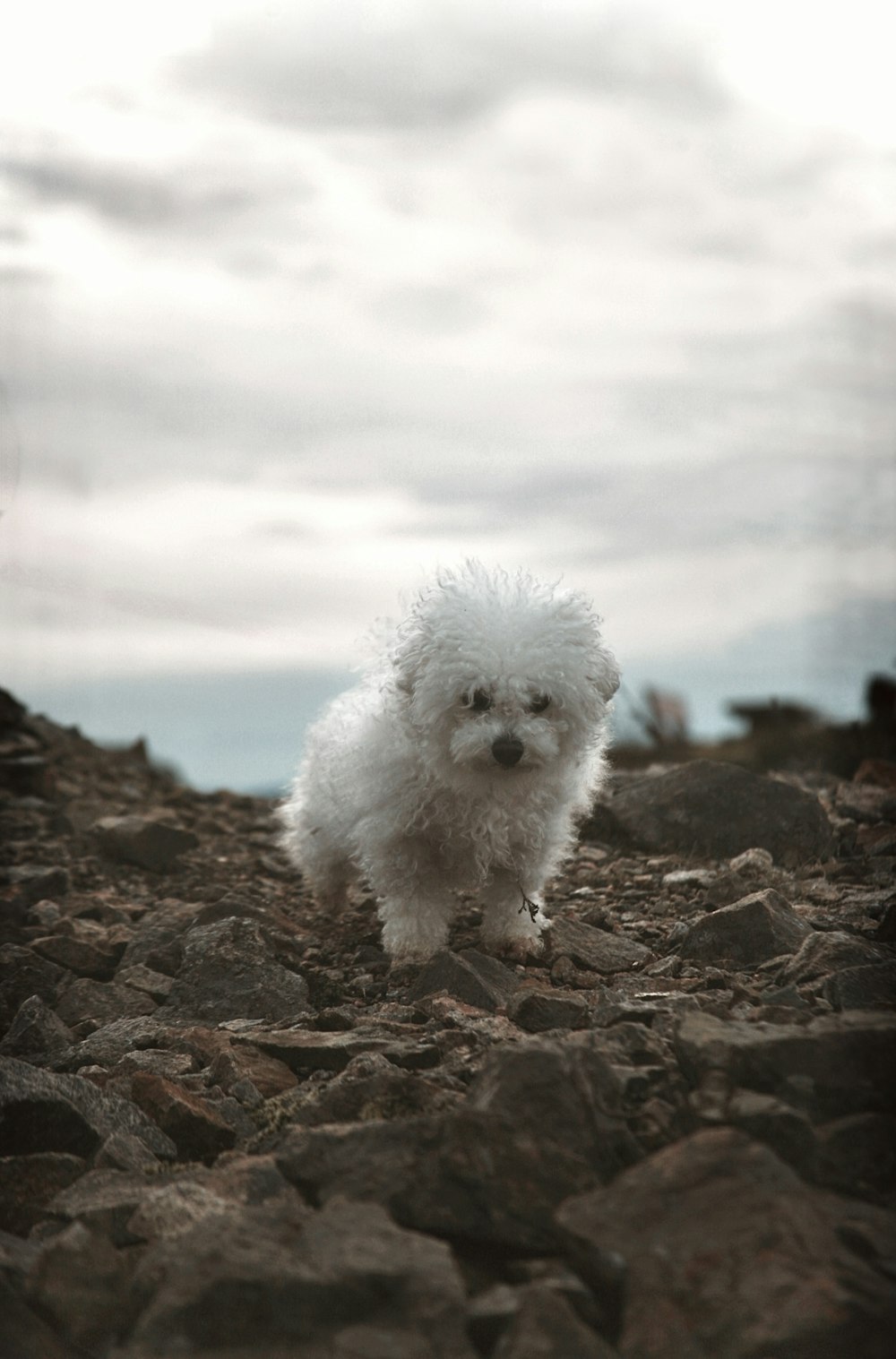 a small white dog standing on top of a pile of rocks