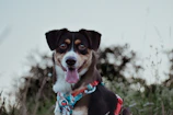 A happy dog wearing a comfortable harness made by Vetaluz, sitting outdoors.