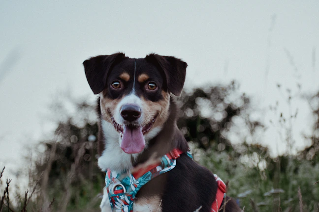 A happy dog wearing a comfortable harness made by Vetaluz, sitting outdoors.