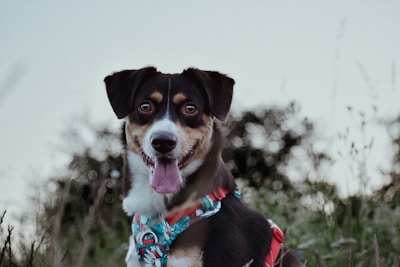 A happy dog proudly sitting next to its owner during a training session outdoors.