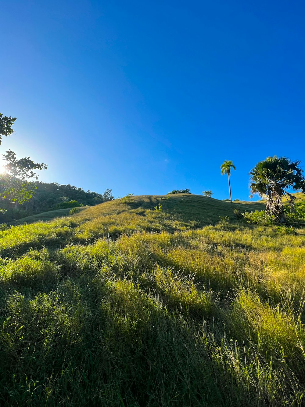 a lush green hillside with palm trees on a sunny day