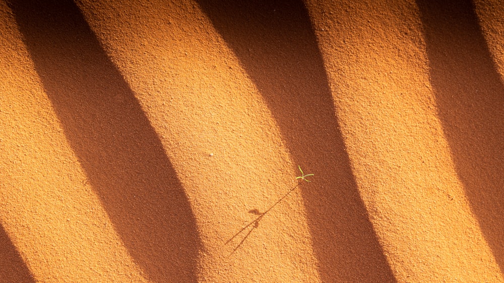 a small plant is growing in the sand