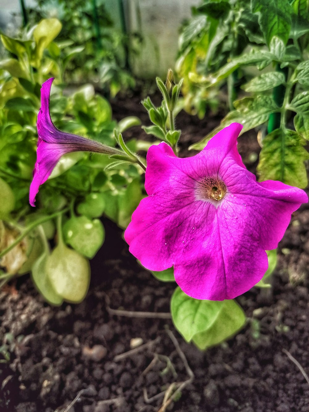 a close up of a purple flower in a garden