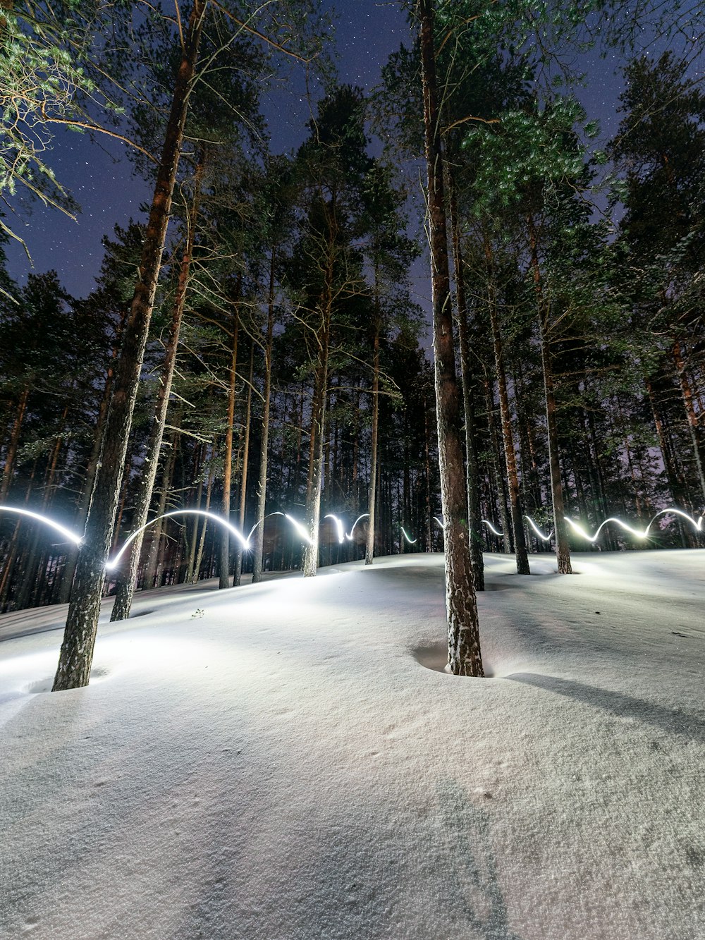 a night time scene of a snow covered forest