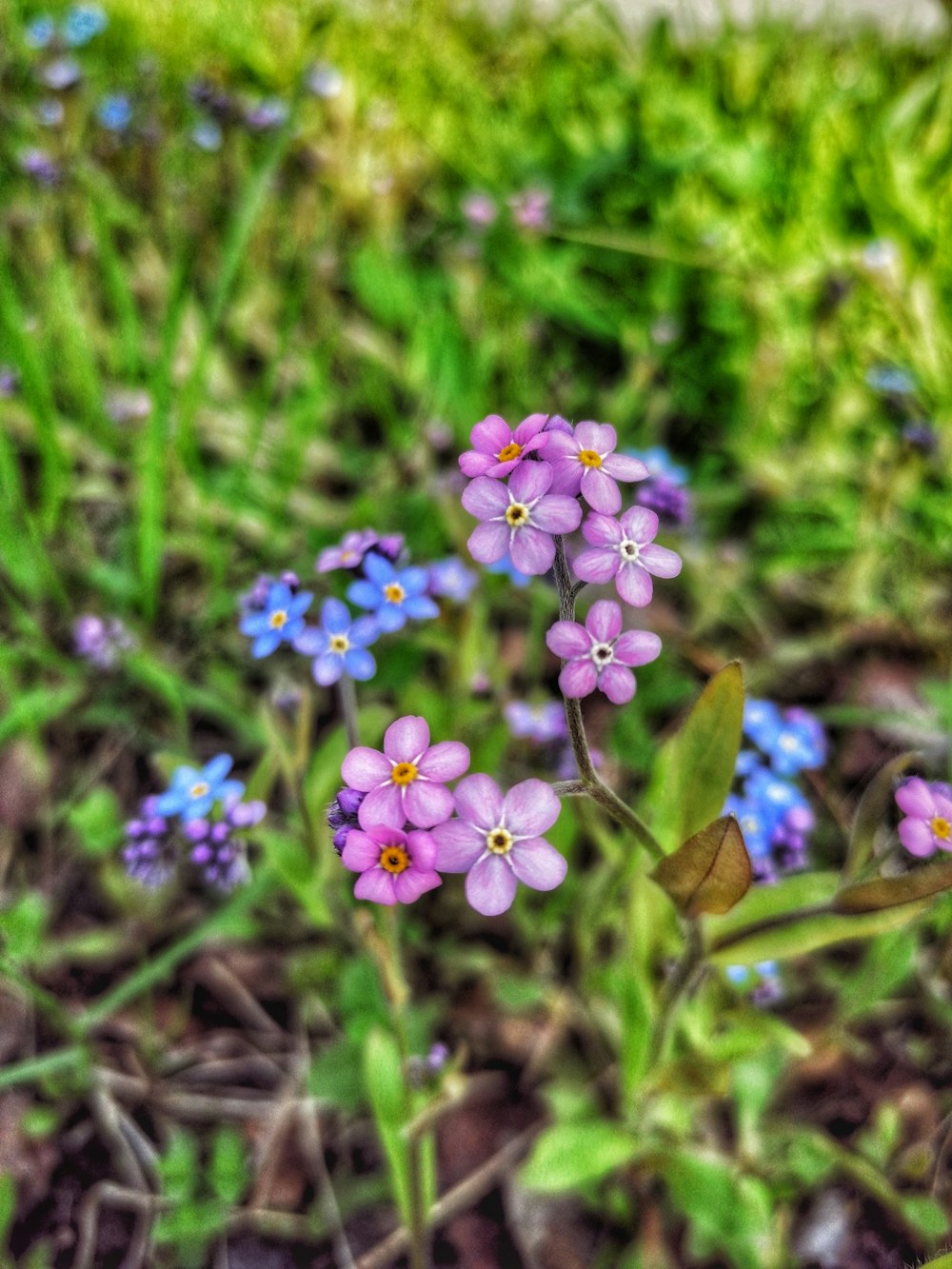 a bunch of small purple flowers in the grass