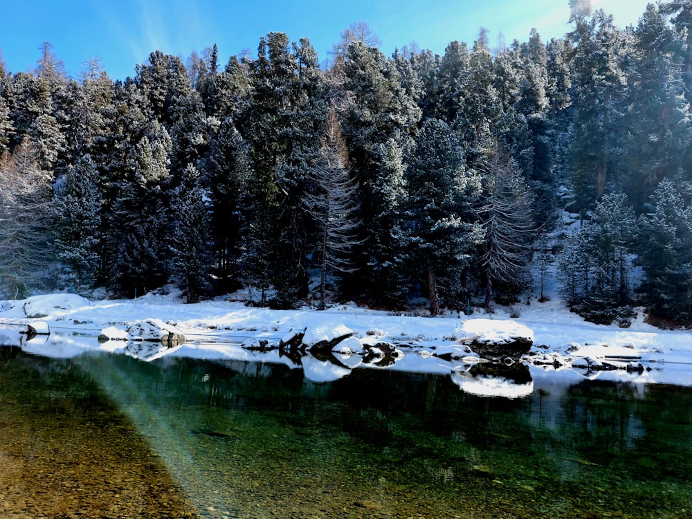 a body of water surrounded by snow covered trees