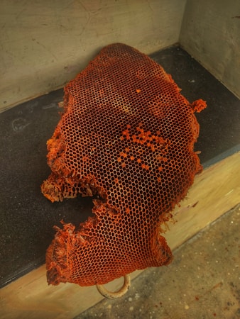 A large piece of honeycomb with a dark, earthy tone is placed on a flat gray surface. The texture of the honeycomb is intricate, with numerous hexagonal cells. The edges appear jagged and irregular, suggesting it may have been broken off from a larger structure.