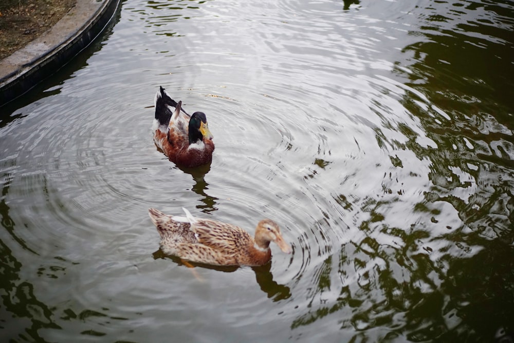 two ducks are swimming in a pond