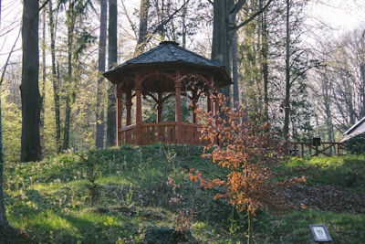 A solar cooker set up beside a wooden gazebo under tall pine trees.