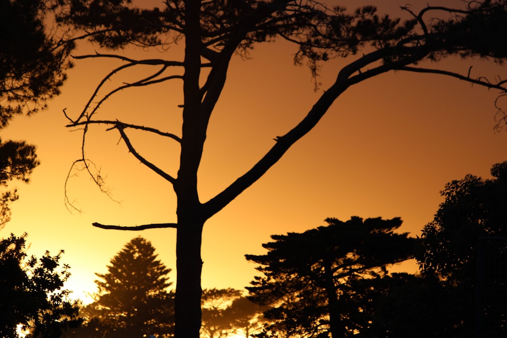 the sun is setting behind a tree with no leaves