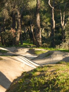 A rugged trail winding through tall pine trees with dappled sunlight.