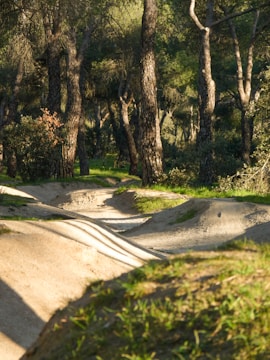 A challenging uphill trail cutting through dense forest with dappled sunlight.