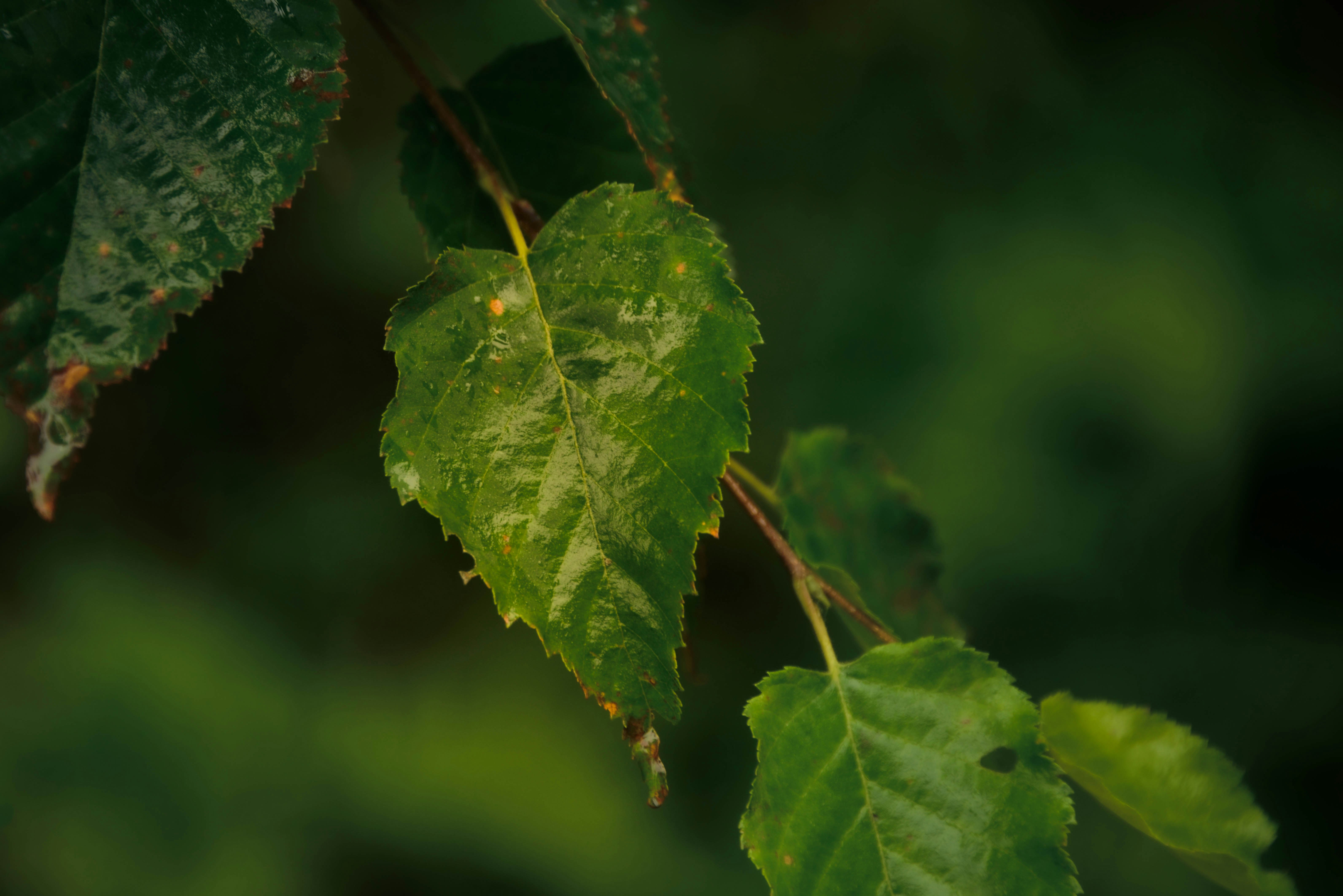 bitkisel çaylar ve takviyeler