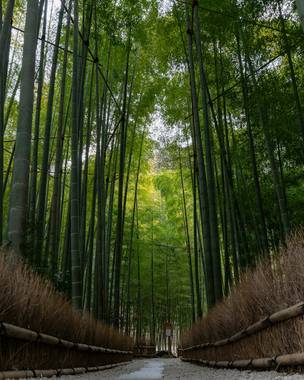 a dirt road surrounded by tall bamboo trees