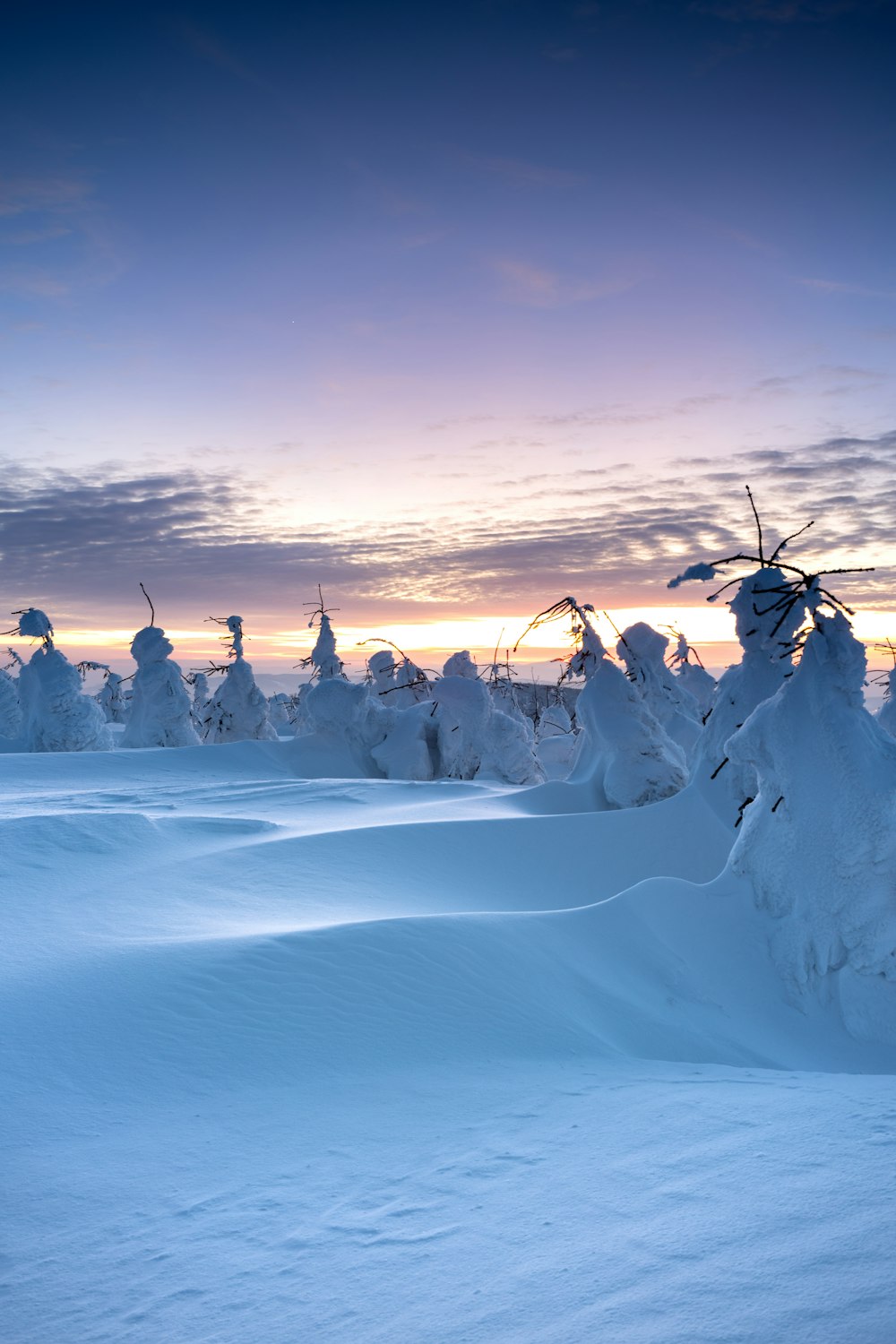 a snow covered field with trees in the background