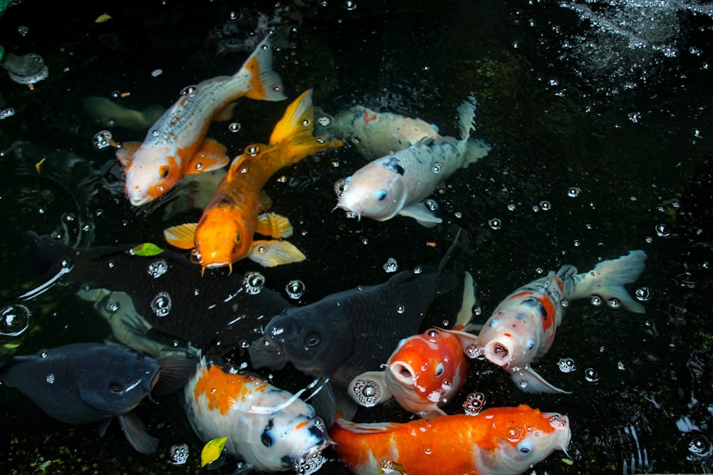 a group of koi fish swimming in a pond