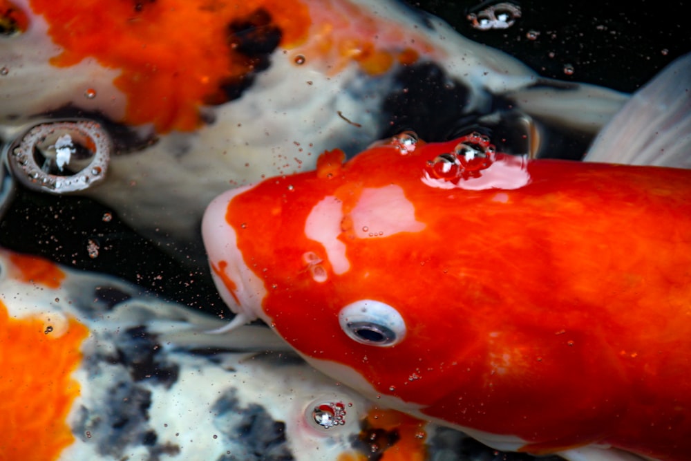 a group of orange and white fish in a pond