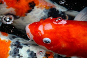 Koi Ikan Premium