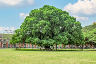 a large green tree sitting in the middle of a lush green park