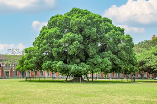 a large green tree sitting in the middle of a lush green park