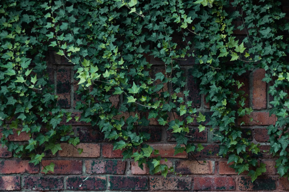 a red fire hydrant sitting next to a brick wall