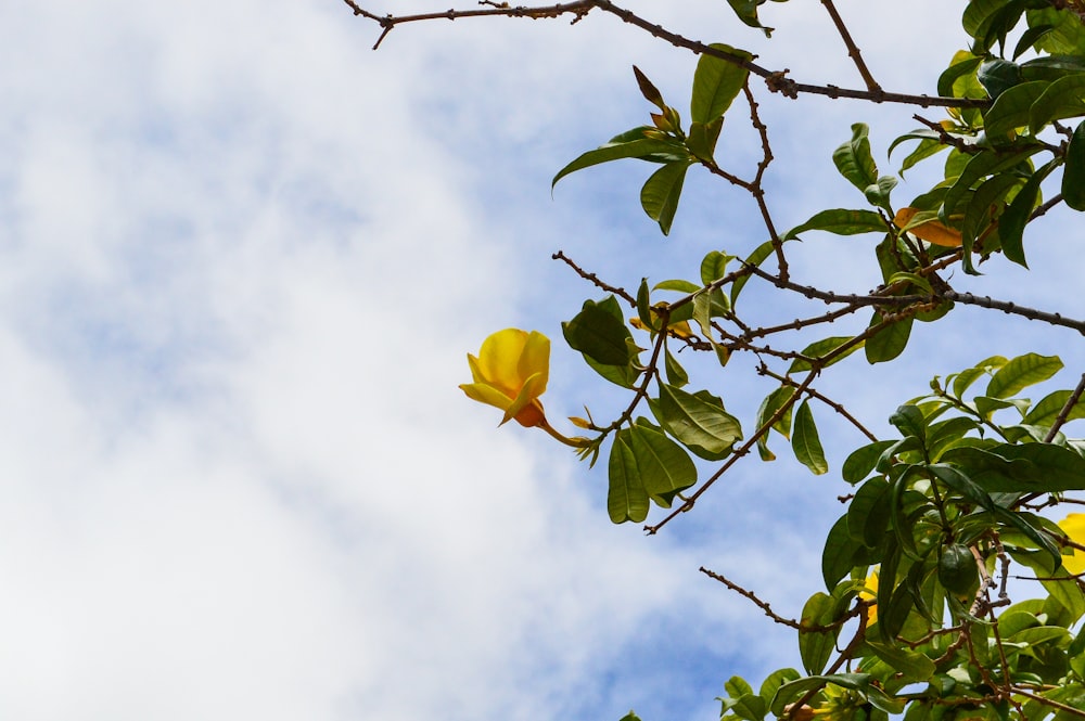 a yellow flower on a tree branch against a cloudy blue sky