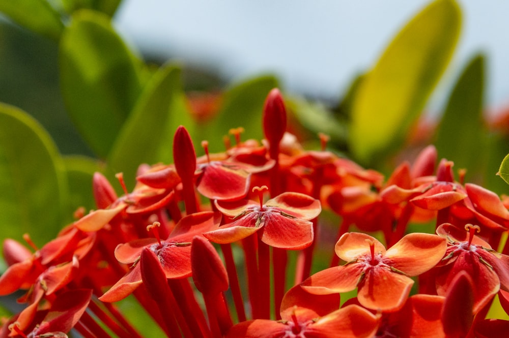 a close up of a bunch of red flowers