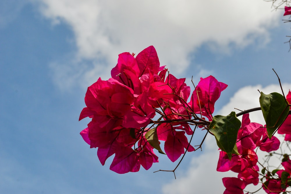 a bunch of pink flowers on a tree