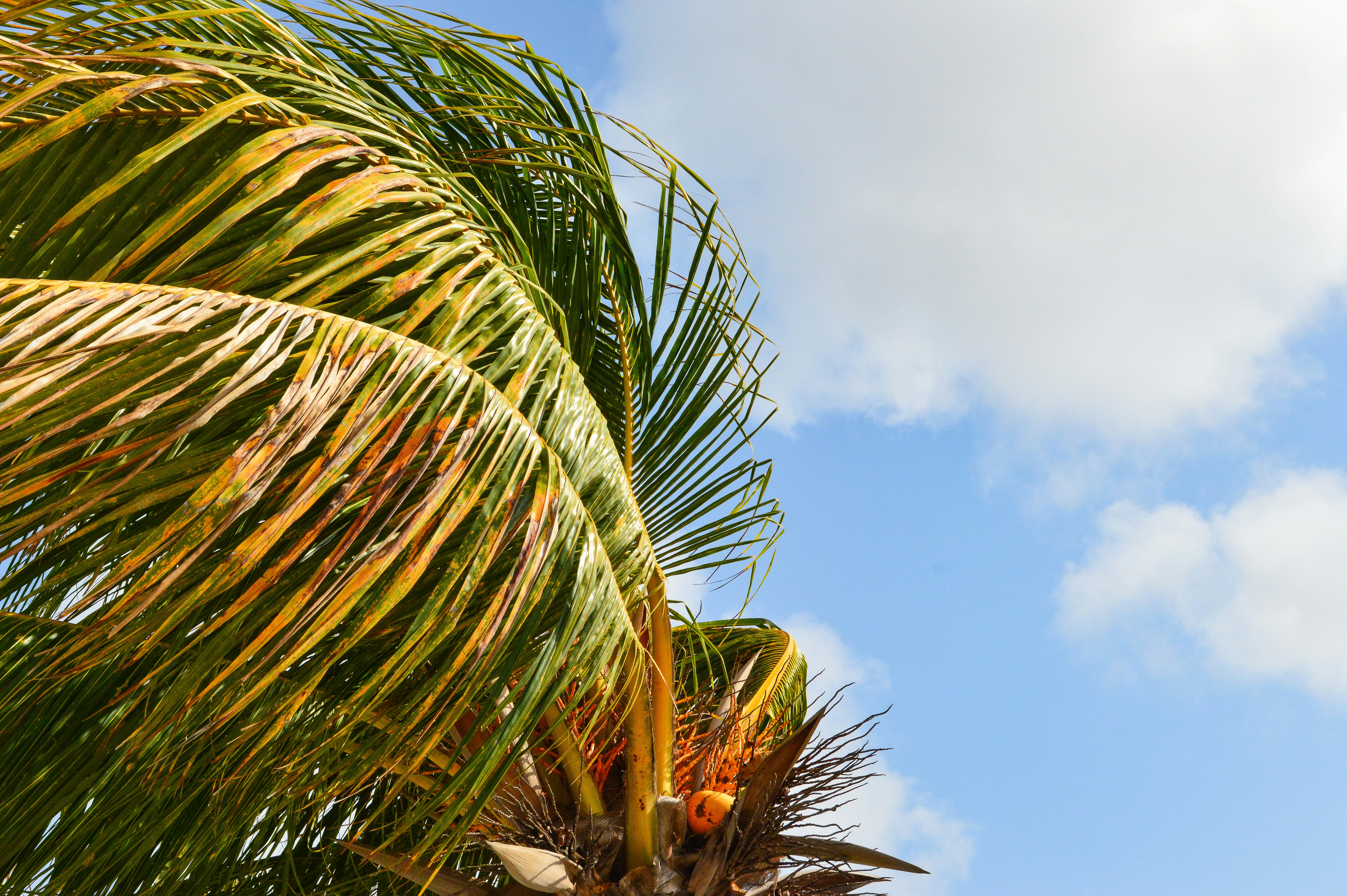 Palm Beach, Aruba