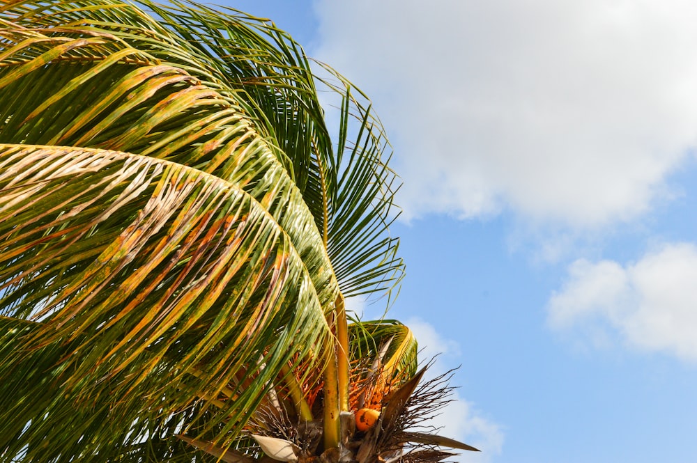 a palm tree with a blue sky in the background