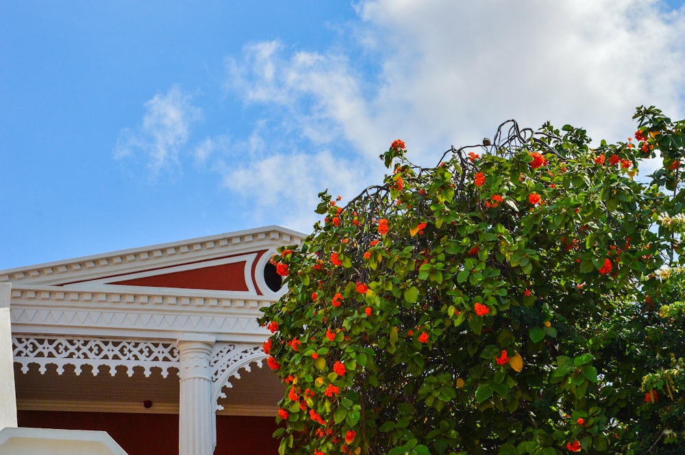 un arbre avec des oranges dessus devant un bâtiment