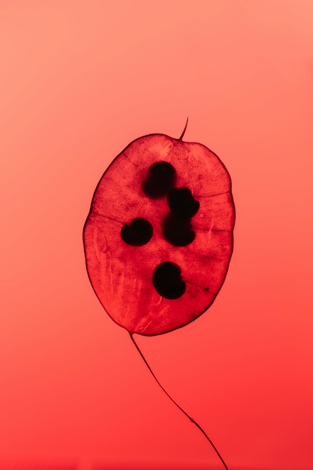a red leaf with black dots on it