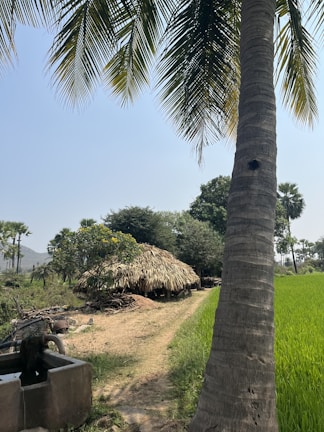 A rural landscape with a dirt path leading through lush green fields. A palm tree is prominent in the foreground, and a rustic hut with a thatched roof is visible in the background, surrounded by trees and plants. The sky is clear and blue, suggesting a sunny day.