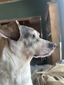 A senior dog with short fur and brown and white markings is looking into the distance while indoors. In the background, there is a partially visible wooden bookshelf filled with books, and a light source coming from the right side.